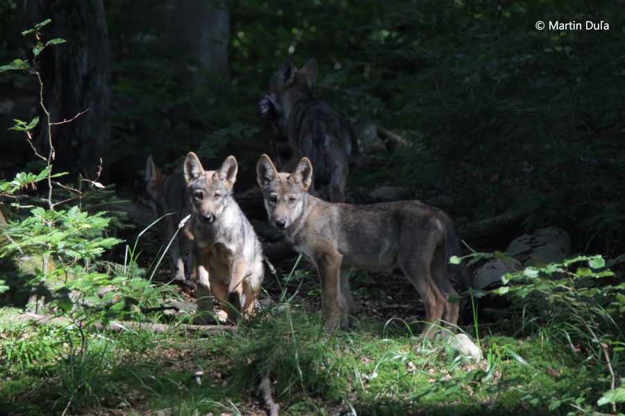 Vlci se vrací do Beskyd, letos přivedli na svět potomky